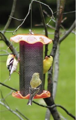 Forever Thistle Feeder-1 Qt - Image 2