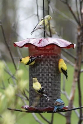 Forever Thistle Feeder-1 Qt - Image 3