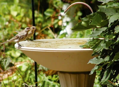 Bird Bath Dripper With Rock Or Pebble Base - Image 2