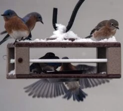 Gilbertson Hanging Bluebird Feeder