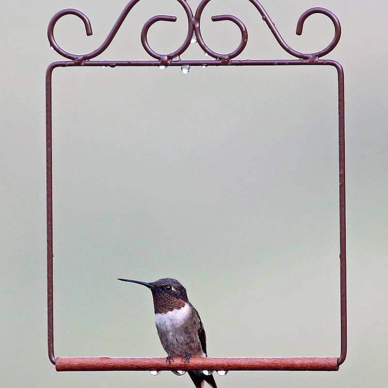 Pop's Hummingbird Swing - Image 2