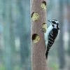 Suet Log Bird Feeder-Recycled Plastic