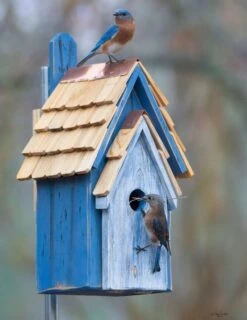 Rustic Bluebird Manor 2 Colors