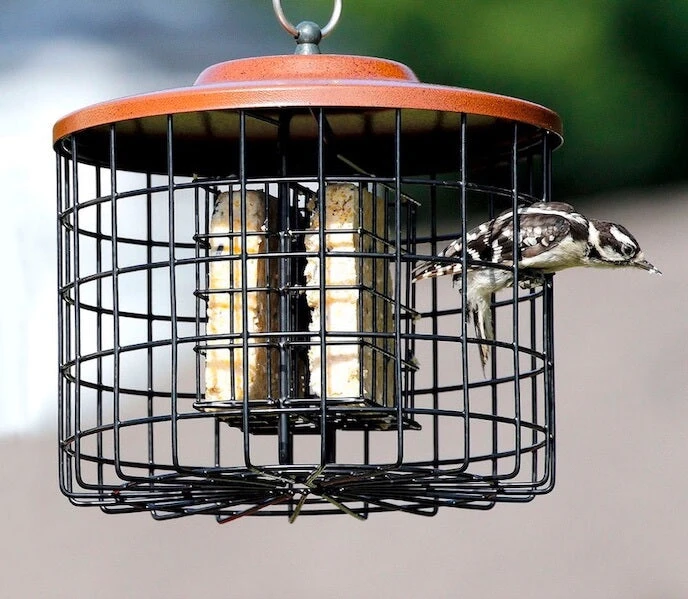 Squirrel Proof Double Suet Feeder