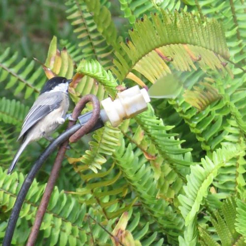 Leaf Mister For Butterflies, Hummingbirds & More - Image 2