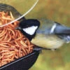 Mesh Tray All-Purpose Bird Feeder
